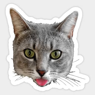 Baxter - Cat with Tongue Stuck Out Sticker